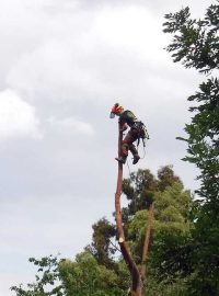 Poražený eukalyptus a glosa spisovatelky Ivy Pekárkové.