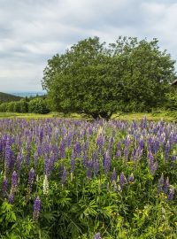 Lupina – krásná a nebezpečná