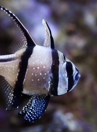 Parmovec skvělý; Banggai cardinalfish (Pterapogon kauderni)