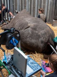 Mezinárodnímu týmu vědců se podařilo v německém Serengeti Parku Hodenhagen odebrat samici nosorožce bílého jižního 12 vajíček