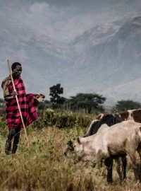 Bránit šíření nakažlivých nemocí na lidi se dá i tím, že se lidé budou lépe starat o dobytek v rozvojových zemích (Uganda)