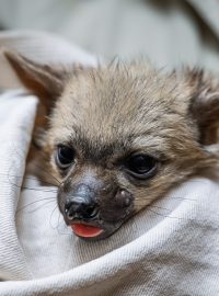 Zachráněná hyenka hřívnatá