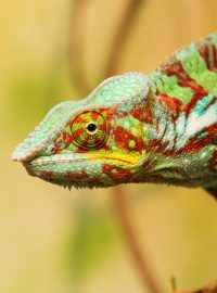 Chameleon pardálí