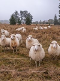 Šumavská pastvina