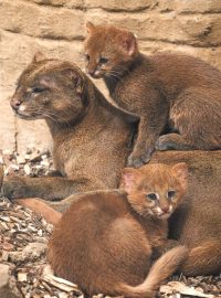 Rodia jaguarundi v pražské zoo