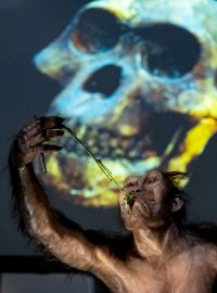 Národní muzeum vystavuje ostatky prehistorické Lucy, která je cca 3 mld starým pozůstatkem původních lidí.