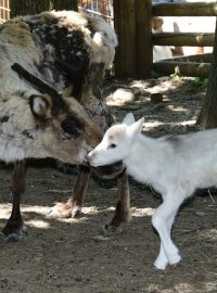 V olomoucké zoologické zahradě se narodilo osm mláďat sopa polárního