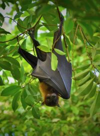 Vědci se domnívají, že mnoho druhů netopýrů umí zpívat, někteří dokáží rozpoznat hlasy ostatních, mají dialekty