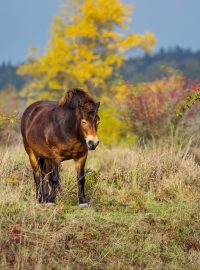 Exmoorský pony