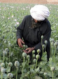 Muži v Afghánistánu sklízejí opium