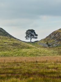 Sycamore Gap Tree (před pokácením), který se nacházel v Northumberlandu podél Hadriánova valu a byl pravděpodobně nejznámější díky filmu Robin Hood z roku 1991
