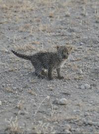 Není jasné, kam se poděla vlastní matka leopardího mláděte a zda je naživu.