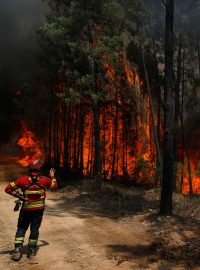 Hašení lesních požáru (ilustrační foto)