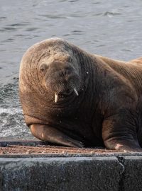 Mrož Wally, který se od jara pohybuje kolem západního pobřeží Evropy, mimo své přirozené prostředí v Severním ledovém oceánu