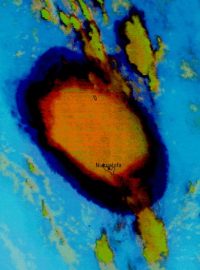 Erupce sopky Hunga Tonga - Hunga Ha’apai zaznamenaná satelitem