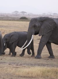 Koridor pro slony v keňské národní rezervaci Maasai Mara vede mezi Keňou a Tanzanií