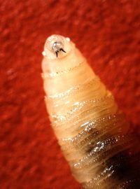 Larva bzučivky lidožravé