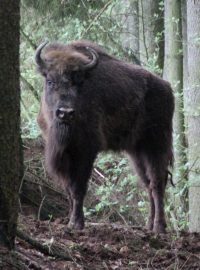 Zubři z táborské zoo na útěku