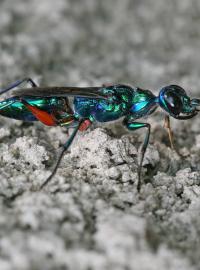 Vosička Ampulex compressa