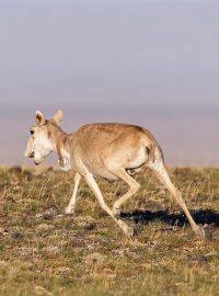 Sajga tatarská s obojkem od pražské zoo
