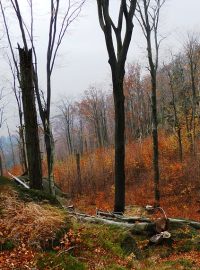 Jizerskohorské bučiny