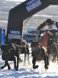 Zlato si z Asarny odvezl i Jiří Suchý. Společně se svými čtyřmi psy si pro první místo dojeli v kategorii spřežení s hromadným startem