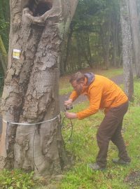 Kolega poklepem zjistí, jak na tom daný strom je, popisuje technik