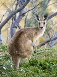 Australské národní zvíře - klokan