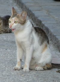 Rokytnice v Orlických horách se snaží zabránit přemnožení koček (ilustrační foto)