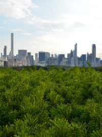 Jedny z nejhezčích pohledů na Central Park i mrakodrapy dolního Manhattanu nabízí střecha Metropolitního muzea umění