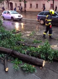 Spadlý strom v Ječné ulici