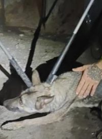 Zaběhnutý pes ve čtvrtek ráno zastavil provoz pražského metra v části linky A (ilustrační foto)