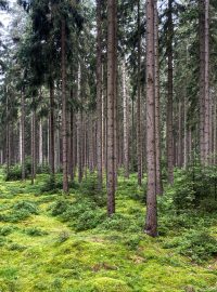 Akce navazuje na předchozí Den za obnovu lesa (ilustrační foto)