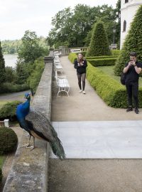 Konopiště bez zahraničních turistů. Mladý pár si v tichu fotografuje páva.