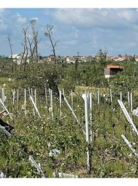 Stromy jsou po silném větru a tornádu oholené