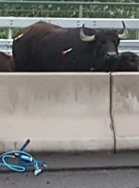 Buvoli na dálnici byli uspáni