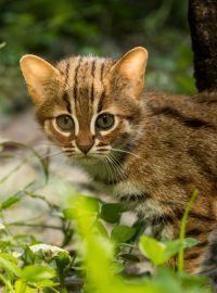 Ostravská zoologická zahrada odchovává dvě mláďata nejmenších koček světa - koček cejlonských.