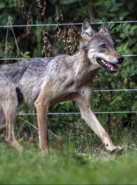 Chovatel ovcí našel 3. srpna 2018 v ohradě s ovcemi u Vrchlabí ve východních Krkonoších živou přes rok starou vlčici.