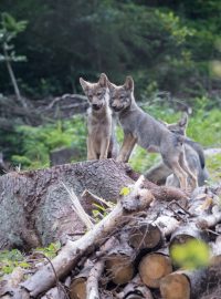 Vlčí smečka, která se pohybuje v Beskydech a Javorníkách, přivedla na svět sedm vlčat