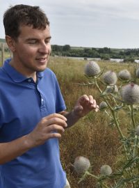 Soukromý zemědělec Martin Smetana ukazuje pcháč rostoucí na jeho pozemcích v okolí Blatničky na Hodonínsku, kde začal dělat opatření prospěšná pro krajinu.