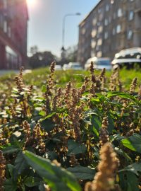 Celkem 19 druhů rostlin dosud nezaznamenaných v ČR objevila během průzkumu širšího centra Olomouce studentka Věra Kafková