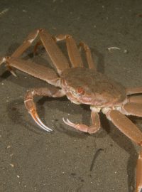 Krab sněžný