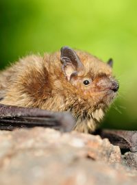 Netopýr večerní (Eptesicus serotinus)