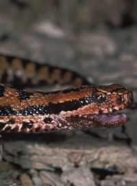 Zmije skvrnitá (Vipera aspis)