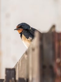 Vlaštovky se usídlily v pavilovu slovnů v liberecké zoo (ilustrační foto)