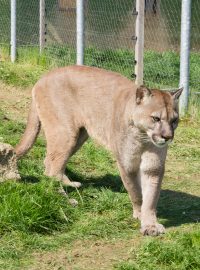 Puma americká v táborské zoo, snímek z roku 2015