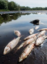 Uhynulé ryby v částečně vyschlém německém Starnberském jezeru (Würmsee)