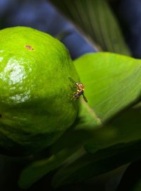 Bactrocera dorsalis - orientální ovocná muška, jinak invazivní škůdce vrtule