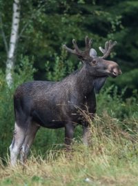 Los Evropský (Alces alces) stojící na okraji lesa. Finsko, Srpen 2020