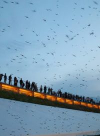 Pakomáři na Expu 2025